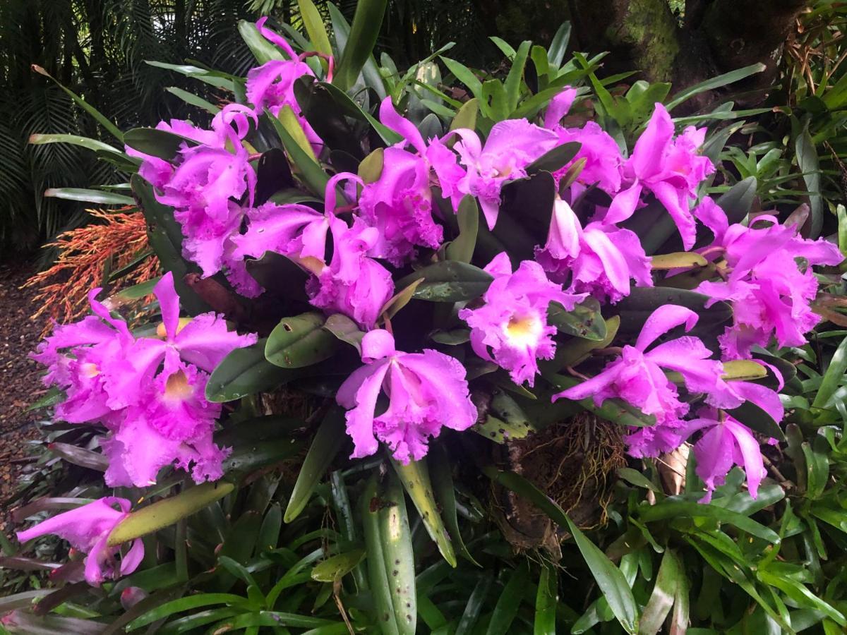 Eden Rest Bed & Breakfast Cooroy ภายนอก รูปภาพ