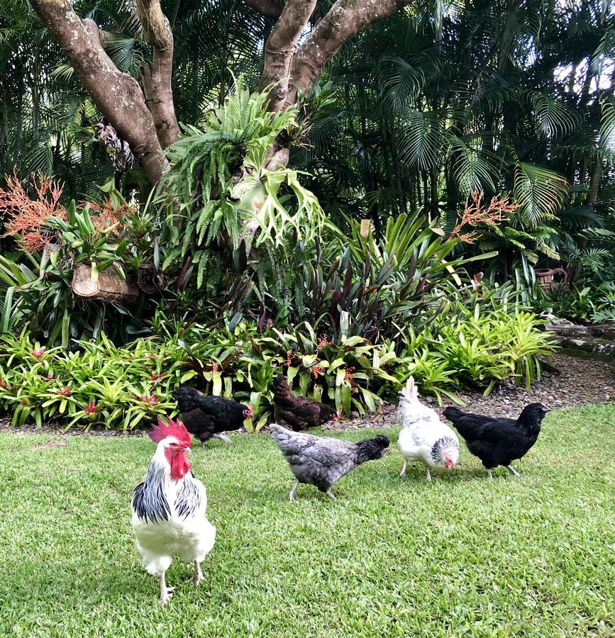 Eden Rest Bed & Breakfast Cooroy ภายนอก รูปภาพ